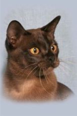 burmese cat breed