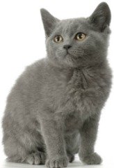 chartreux kitten