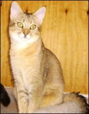 hybrid chausie cat