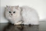 chinchilla cat 3