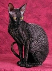 black cornish rex cat