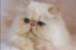 cream color point persian