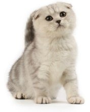 cute scottish fold kitten