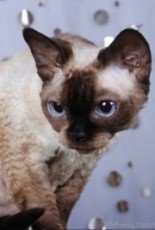 devon rex cat