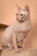 don sphynx cat