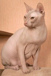 don sphynx cat