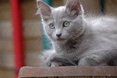 nebelung kitten