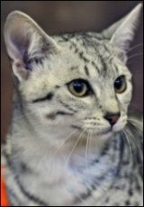 spotted egyptian mau cat