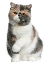 pancy-faced exotic shorthair cat