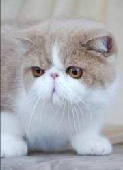 exotic shorthair cat