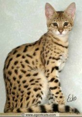 hybrid savannah cat