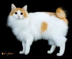 japanese longhaired cat