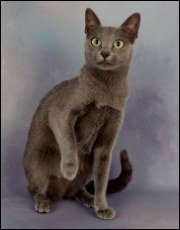silver blue korat cat