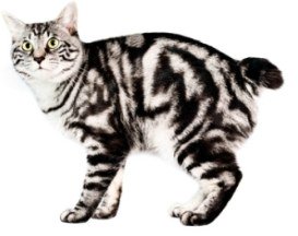 kurilian shortailed cat