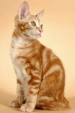 kurilian bobtail cat