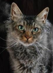 curly-coated la perm cat