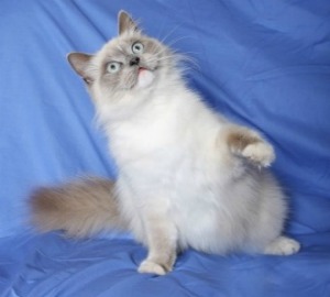 ragdoll cat