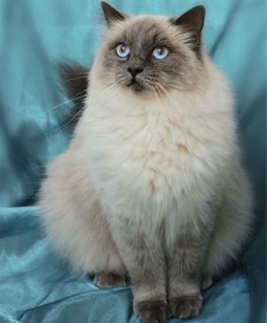 ragdoll cats ragdoll cats