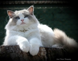 ragdoll cat breed