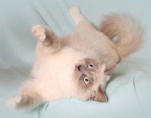 ragdoll cats