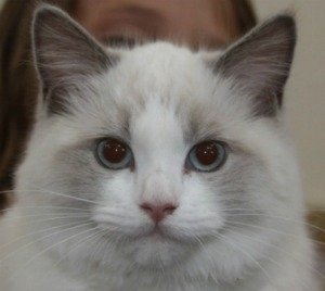 ragdoll cat breeds