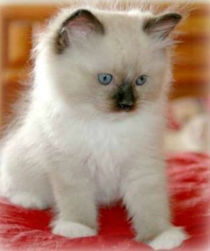 seal mitted ragdoll cat