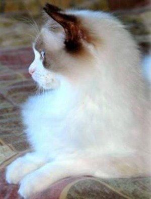seal bi color ragdoll cat