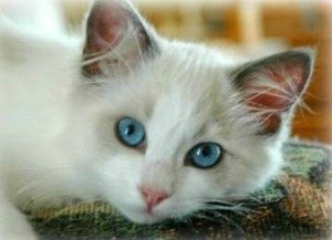blue bi color ragdoll cat