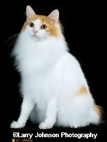 longhaired japanese bobtail cat