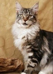 silver classic tabby maine coon cat