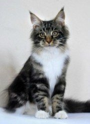 maine coon kitten