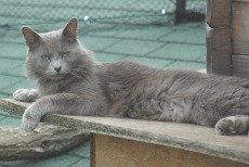 nebelung cat