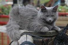 nebelung cats