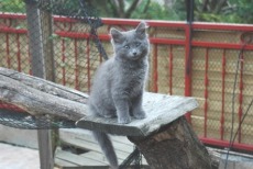 blue nebelung cat