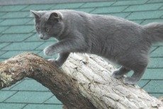 longhaired nebelung cat