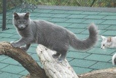 longhaired russian blue cat