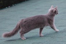 nebelung cat breed