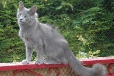 nebelung cat breed