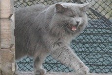 nebelung cat breed