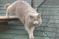 nebelung cats