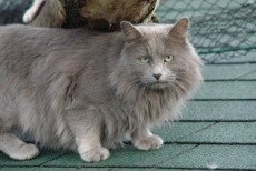 nebelung cat