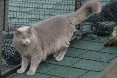 blue nebelung cats