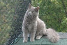 nebelung cats