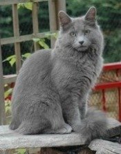 nebelung cat, long haired russian blue cat