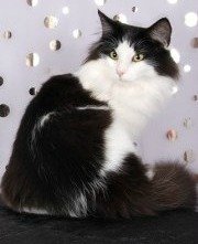 black and white norwegian forest cat