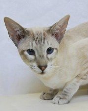 oriental shorthair cat