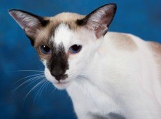 oriental shorthair cat