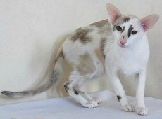 oriental shorthair cat, seal calico color