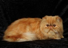 red persian cat