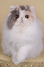 persian cat